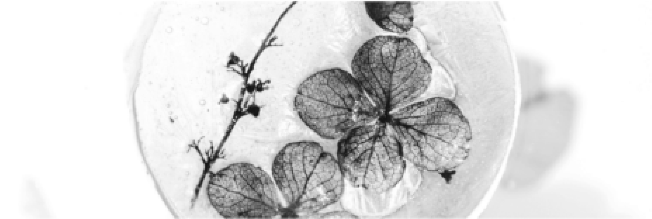 Artistic display of leaves in a dish